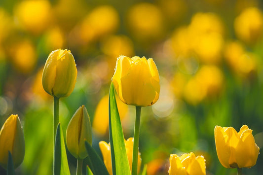 🌼 Welcome Spring with Learning & Play